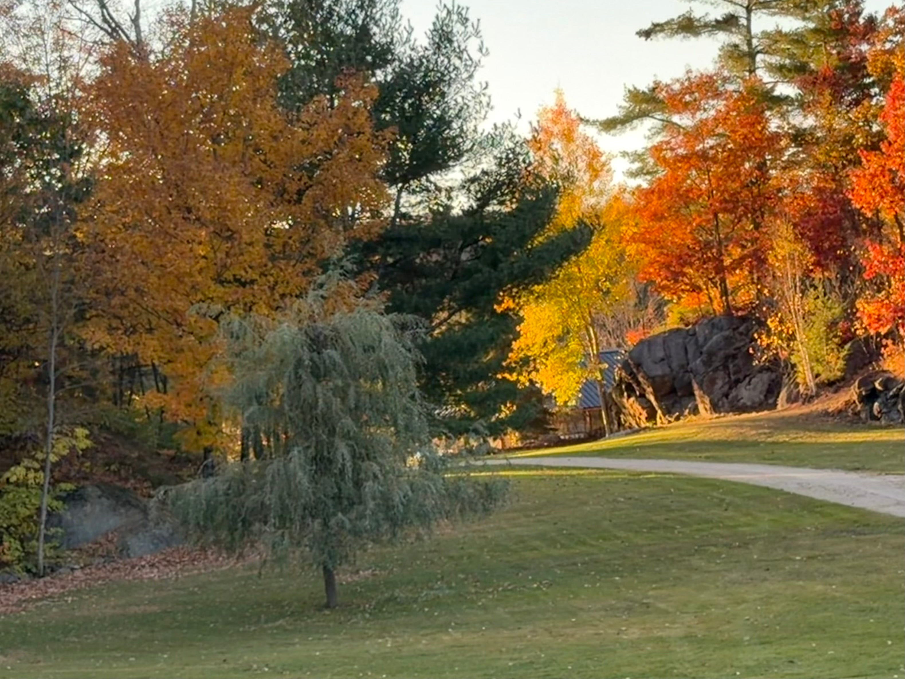 Do trees have personalities?