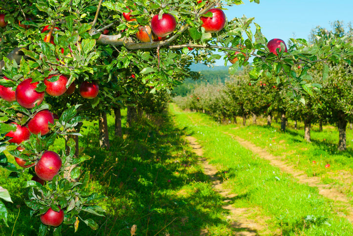 The Science of Smooth Transitions: Your Complete Guide to Fall Without the Overwhelm